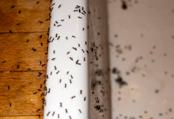 Best Affordable Pest Control Services  in Whiskey Creek, FL