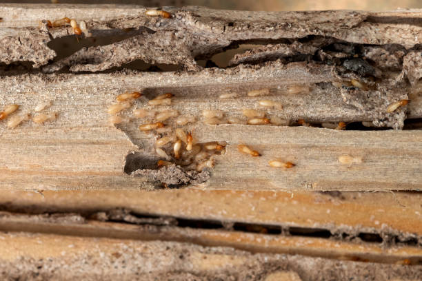 Professional Pest Control in Whiskey Creek, FL